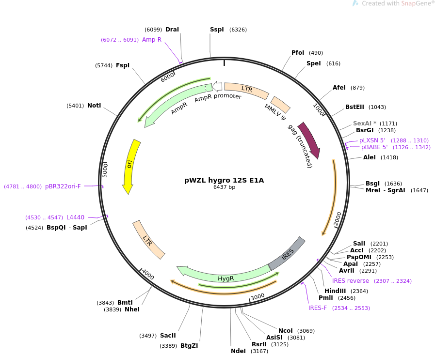 pWZL hygro 12S E1A质粒图谱